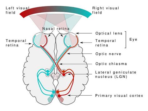 Occipital Lobe - The Definitive Guide | Biology Dictionary