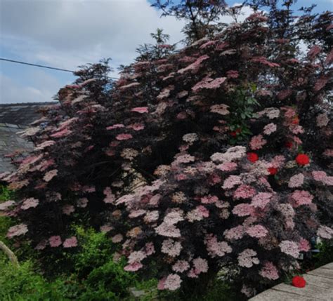 Sambucus nigra 'Black Beauty' | Farmyard Nurseries