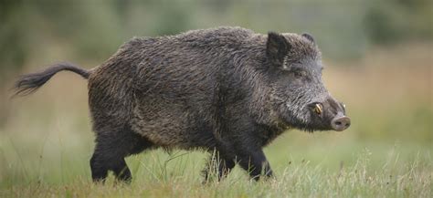 Wild boar – huntAUSTRIA – hunting & fly fishing in Austria