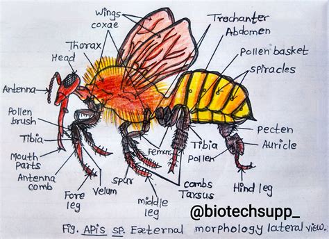 Study of Worker Bee Morphology - Biotechsupp