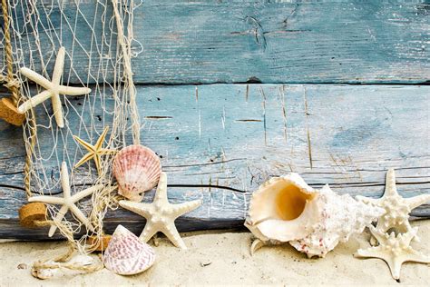 Seashells Wallpapers - Top Free Seashells Backgrounds - WallpaperAccess