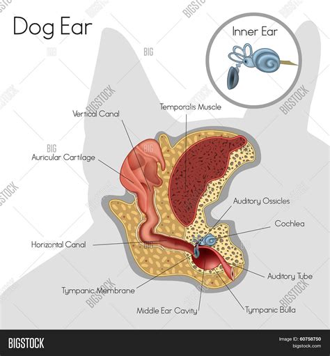 Structure Dog Ear Vector & Photo (Free Trial) | Bigstock