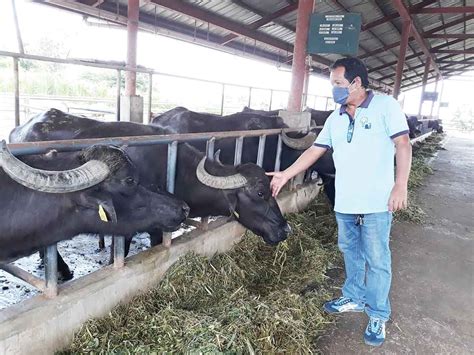 Carabao Center wants more milk ‘carapreneurs’