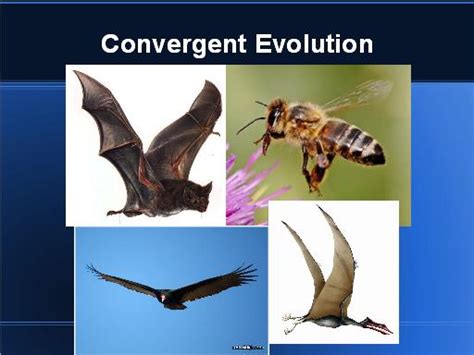 Evolution Of Flight - How Birds and Planes Evolved Flight