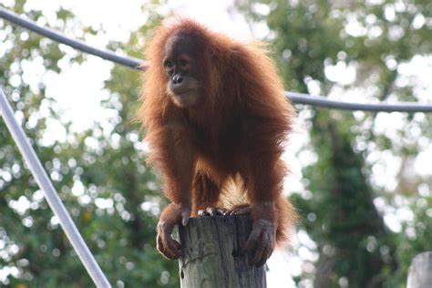 Animals of Audubon Zoo New Orleans Louisiana Photograph by Sean ...