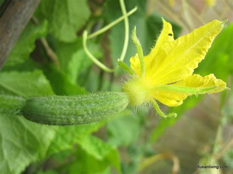 Grow Cucumbers You're Going to Love Eating! | Grow Your Own Veg Blog ...