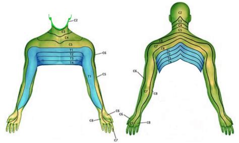 What Area Does The C5 C6 Nerve Control | Dermatome Map