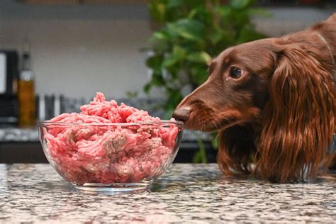 Can You Feed Your Dog Raw Ground Beef? Discover The Benefits And Risks ...