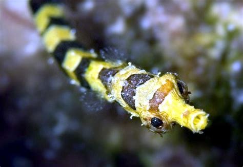 Pipefish – "OCEAN TREASURES" Memorial Library