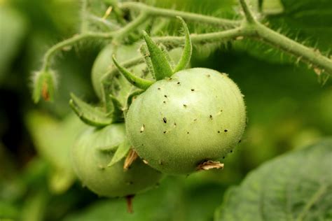 How To Keep Aphids Off Tomato Plants - 4 Simple Tips To Success