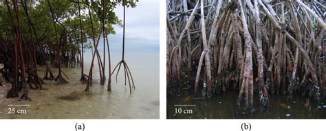 Prop roots of red mangroves (Rhizophora mangle). Mangrove roots involve ...