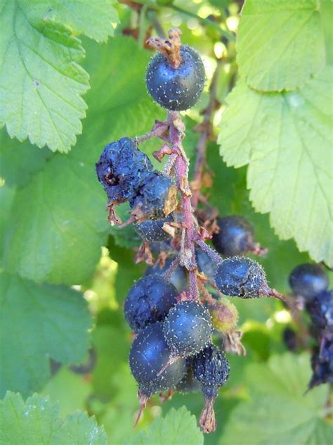 Red-flowering Currant | native fruit trees for sale | Native Foods Nursery