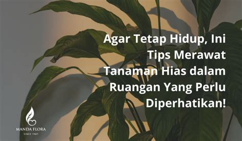 Agar Tetap Hidup, Ini Tips Merawat Tanaman Hias dalam Ruangan yang ...