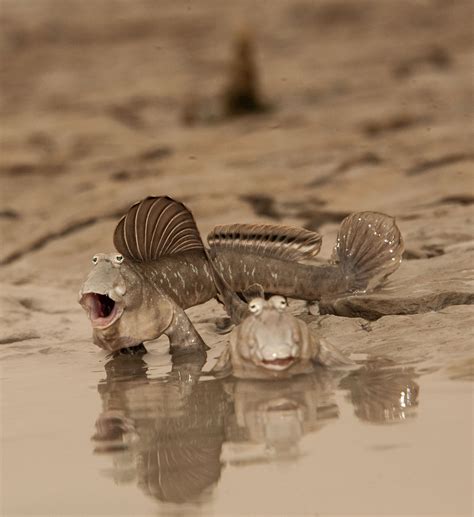 Baby Mudskipper Fish