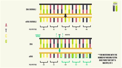 mutations in dna