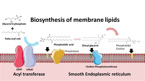 Biosynthesis of membrane phospholipids - YouTube