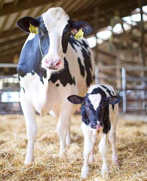 holstein cow calf | Cute cows, Cow, Cow photos