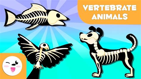 Vertebrate Animals for kids: Mammals, fish, birds, amphibians and ...