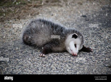 An opossum playing dead Stock Photo - Alamy