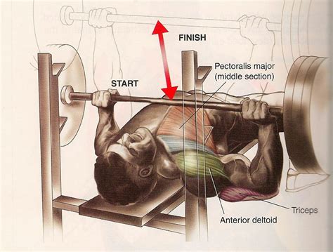 How to Bench Press in Perfect Form