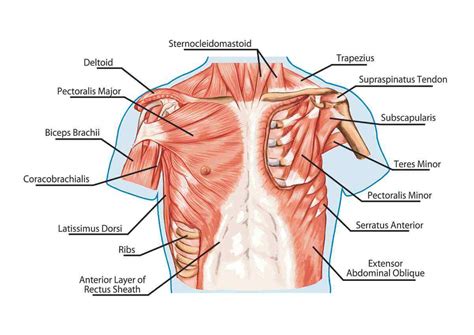 Upper Chest Muscle Anatomy