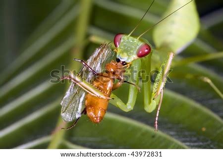 Praying Mantis Feeding Stock Photo 43972831 : Shutterstock