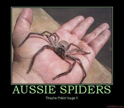 If You’re Scared of Spiders Then Give Australia a Miss (23 pics + 9 ...