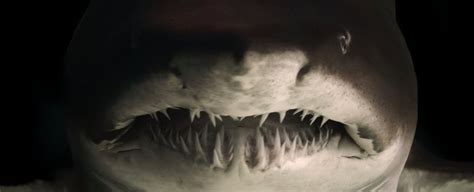 Shark Teeth From Millions of Years Ago Solve Mystery of Earth's Ancient ...