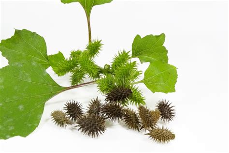 Cocklebur Isolated on White Background, Seeds are Medicinal. Stock ...