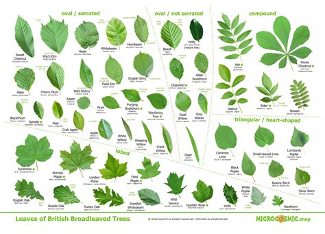 Tree Leaves Identification Poster British Species - Etsy