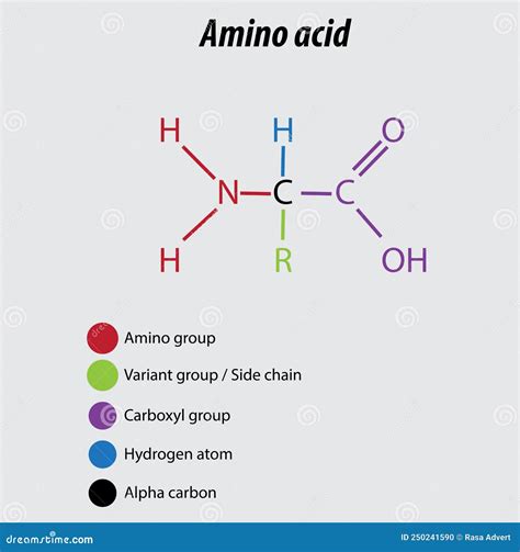 Amino Acid Labeled Diagram Vector Illustration Drawing Biochemistry ...