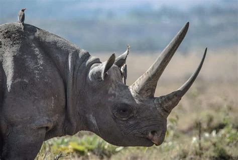 Black Rhino: Why Is It Endangered?