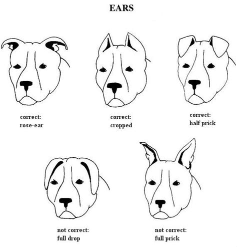 Dog Ear Positions Chart Pitbull