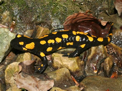 Fire Salamander » Amphibian Care