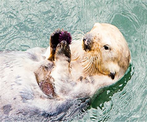 Sea Otters Eating Sea Urchins