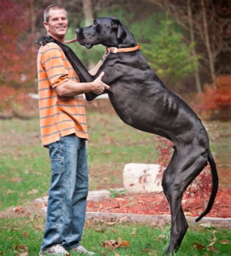 15 Biggest Dog Breeds in the World - Parade Pets