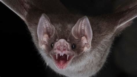 Blood-feeding vampire bats evolved and survive thanks to 'jumping genes ...