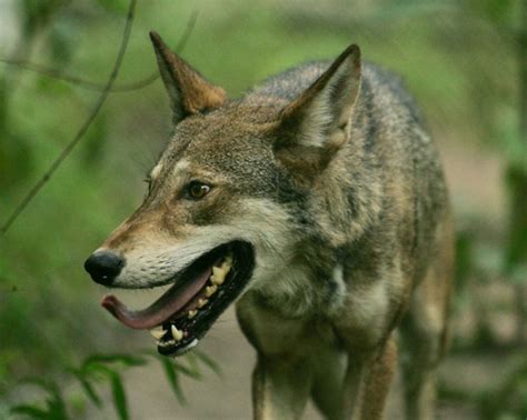 The Eastern Canadian Wolf: A Close Relative of the Endangered Red Wolf