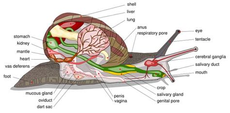 Snail Anatomy - Snail Facts and Information