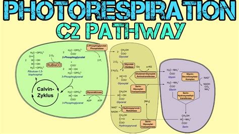 Photorespiration | C2 Pathway for NEET | Morning Bytes - YouTube