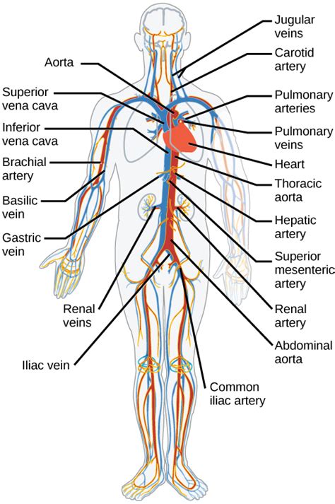 Circulatory System Labeled Simple