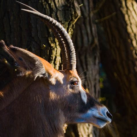 Roan Antelope — B. Bryan Preserve