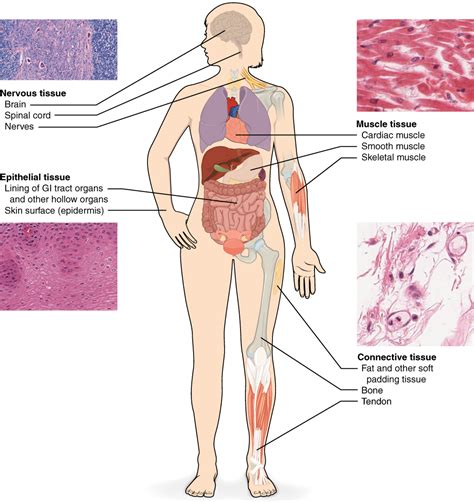 Human Tissue Types