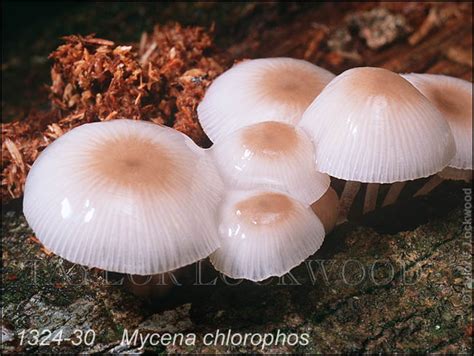 Mycena chlorophos-b - MushroomWizard.com