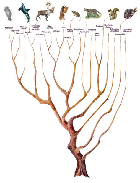 Mammal Evolution Family Tree