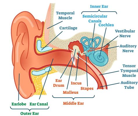 Ear Functions And Diagram Audition And Somatosensation