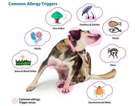 ALLERGIES IN THE DOG AND THE CAT - Chappelle Veterinary Clinic