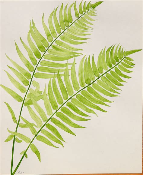 Fern Drawing at GetDrawings | Free download