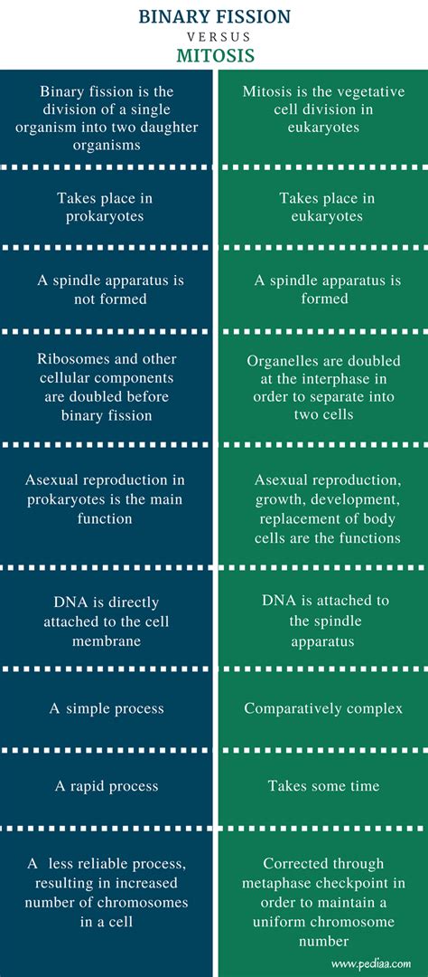 Difference Between Binary Fission and Mitosis