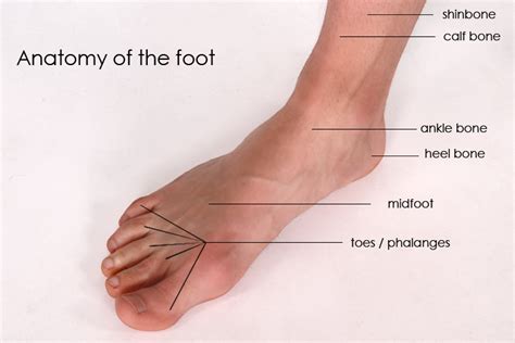 The anatomy of the foot | Schuhdealer blogA blog all about sneakers and ...